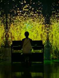 光と風が織りなす空間美。五感で感じる済州の“永遠の自然”🌿🎶