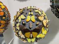 The Grace of Flight: The Insect World at Oxford's Natural History Museum