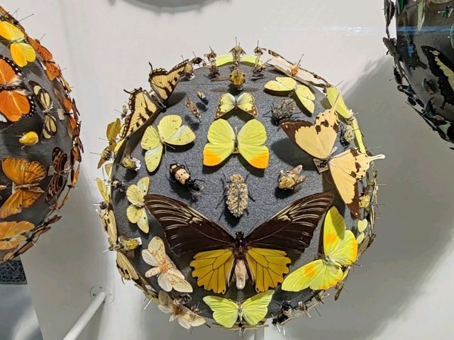 The Grace of Flight: The Insect World at Oxford's Natural History Museum