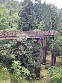 🌲 Walk Among the Clouds: Alishan Suspension Bridge