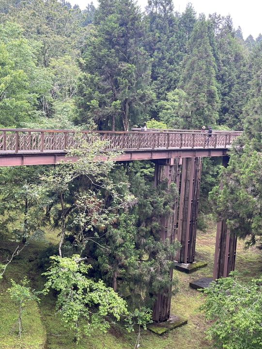 🌲 Walk Among the Clouds: Alishan Suspension Bridge