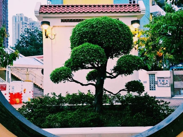 青衣公園蓮花池