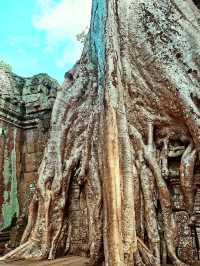 Whispers of the Jungle: The Magic of Ta Prohm Temple