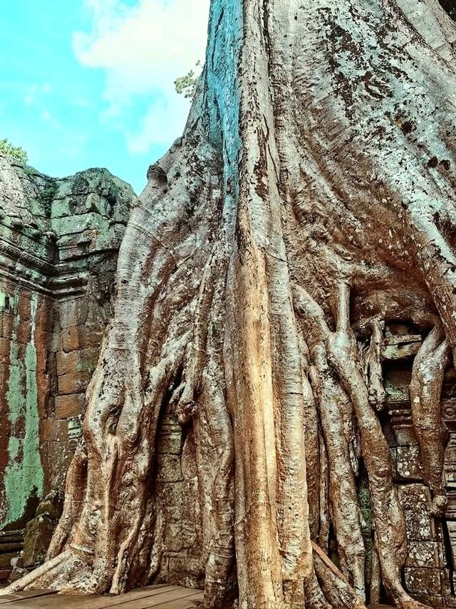 Whispers of the Jungle: The Magic of Ta Prohm Temple