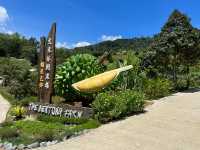 The Bentong Farm: Where Fruit Meets Fantasy