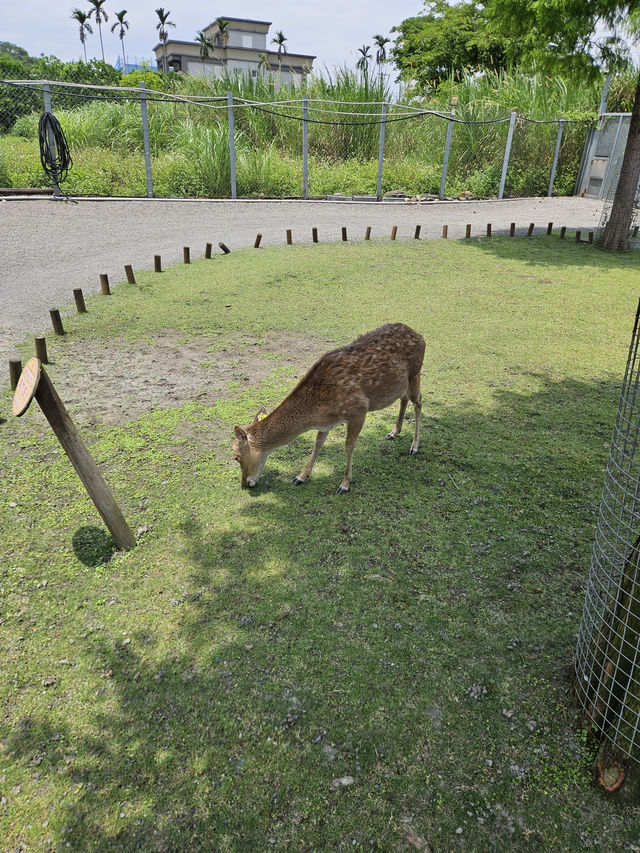 A magical day at Bambi land, Taiwan