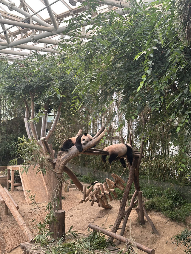 귀여움 한가득 에버랜드 뿌시기🎡