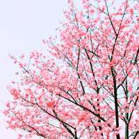 📸✨春の山下公園で横浜マリンタワーと桜、ホテルニューグランドと桜を一緒に撮影できる場所とコツ
