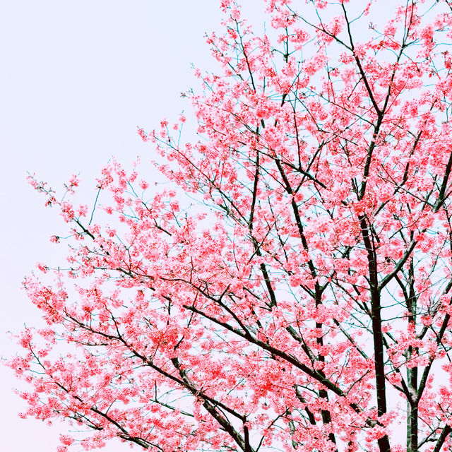 📸✨春の山下公園で横浜マリンタワーと桜、ホテルニューグランドと桜を一緒に撮影できる場所とコツ
