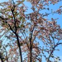 惠安溪濱公園～日落美景搶先睇🌸  