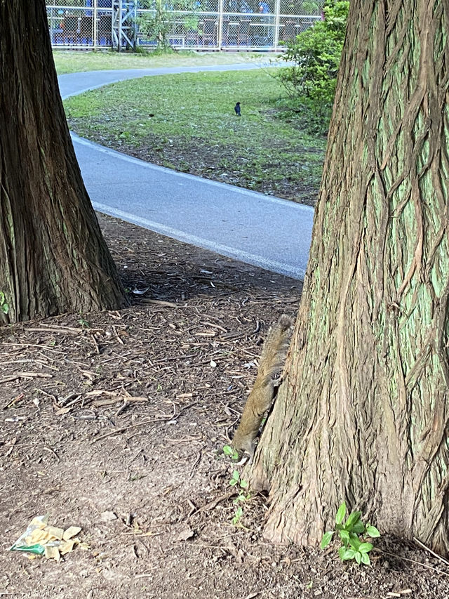 上海4A級國家森林公園-共青森林公園🌳🌿🐿️