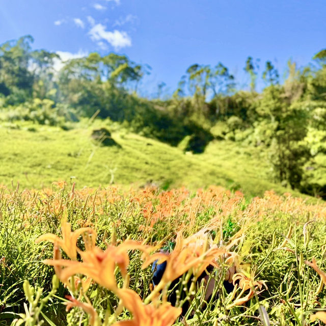 走訪赤科山耀眼的黃金地毯