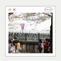 🌸 Sumida Park – ซากุระคู่ตึก Tokyo Skytree
