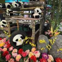 Panda Up Close🐼 & Celebratory Mid-Autumn Lantern Festival