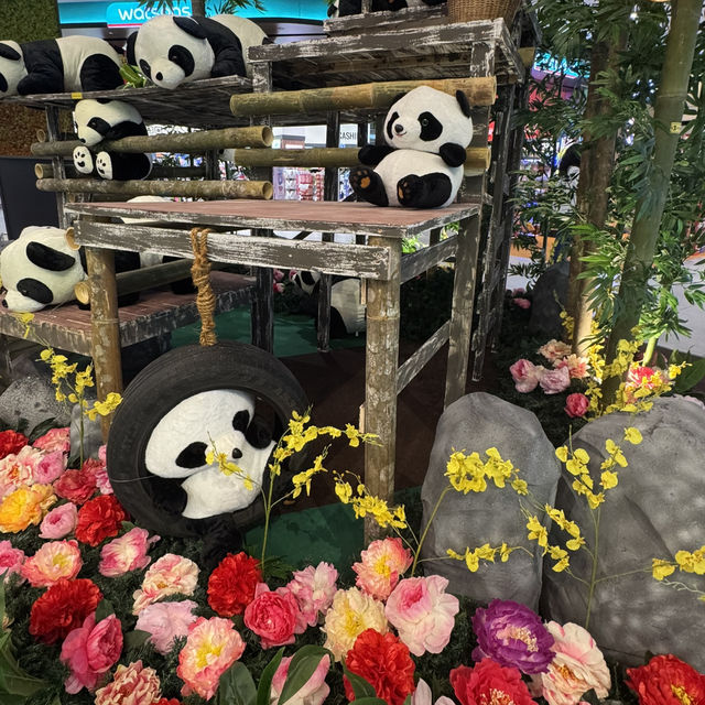 Panda Up Close🐼 & Celebratory Mid-Autumn Lantern Festival  Panda Up Close🐼 & Celebratory Mid-Autumn Lantern Festival