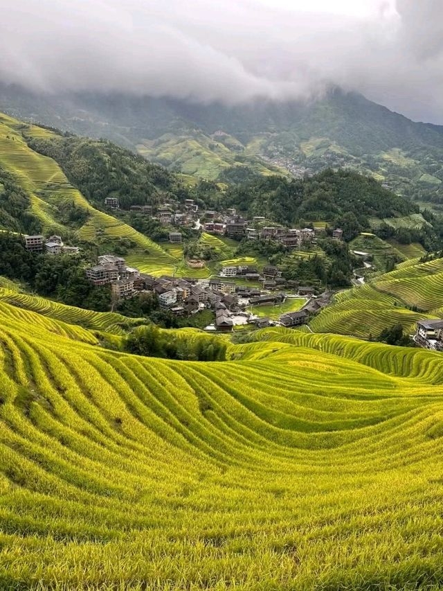 Rice Terrace