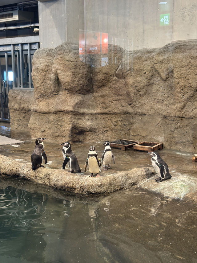 ✨Maruyama Zoo สวนสัตว์ที่เดินทางง่ายใน Sapporo✨