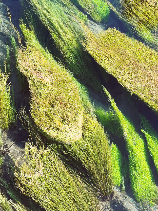 💙 Blue Spring: Earth’s Liquid Crystal in Pure NZ! 🌿