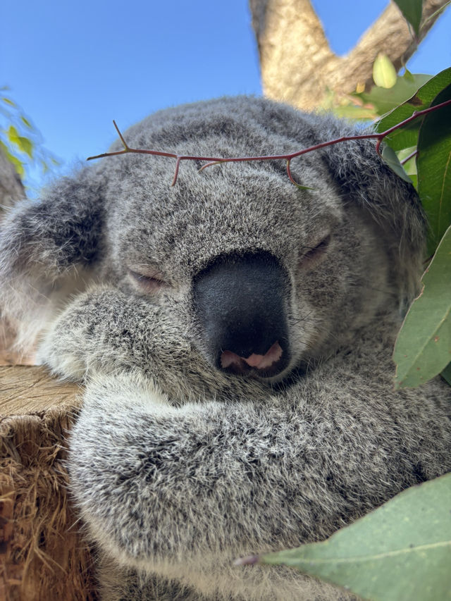 koala🐨