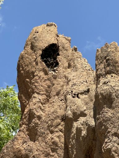 オーストラリア・リッチフィールド国立公園】大地のアート「シロアリ塚