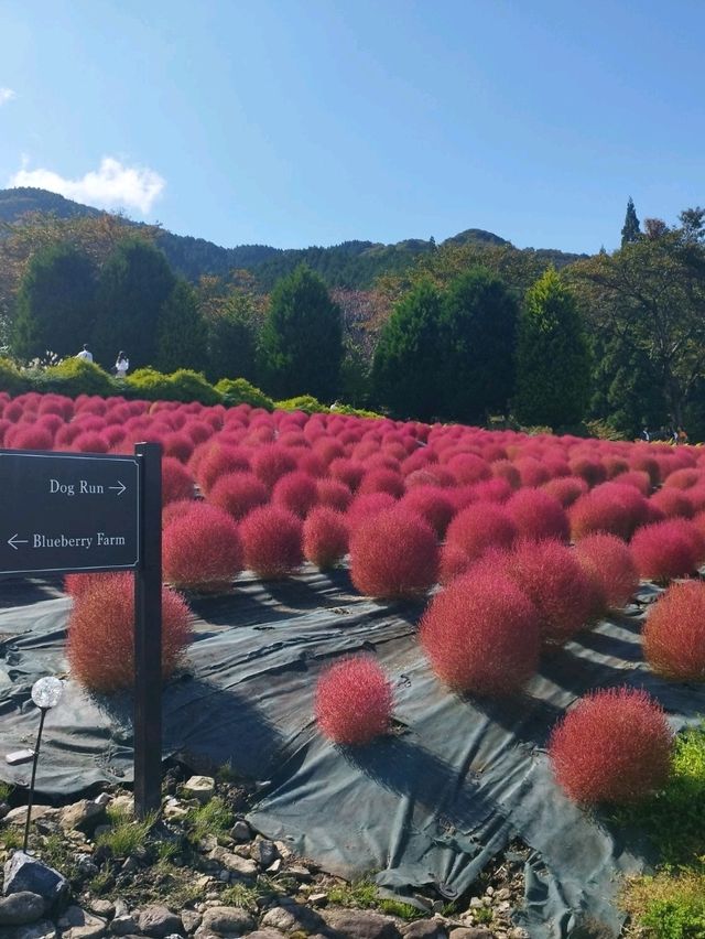 蒜山香草樂園 蒜山香草樂園
