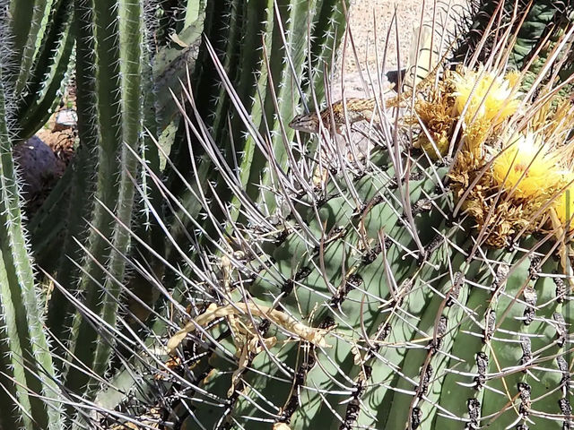 Tucson Botanical Gardens