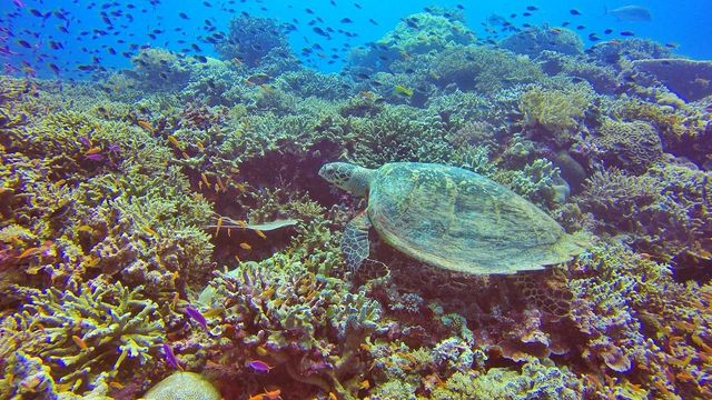Tubbataha Reef - Tubbataha dream