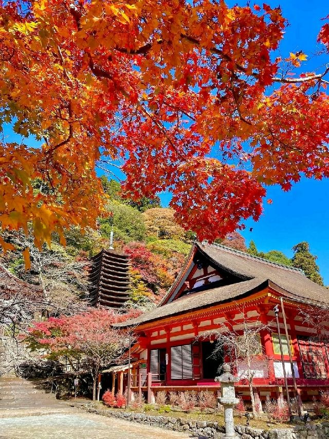 Nara – Where Autumn Whispers Through Ancient Temples and Deer Parks 🇯🇵🦌 Nara – Where Autumn Whispers Through Ancient Temples and Deer Parks 🇯🇵🦌