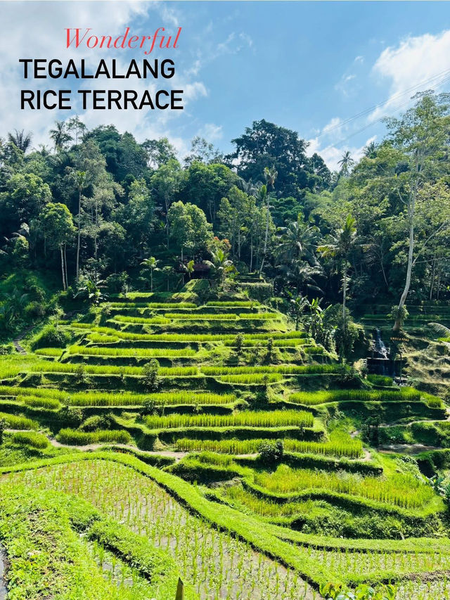 Terrace Tranquil🌾 Terrace Tranquil🌾