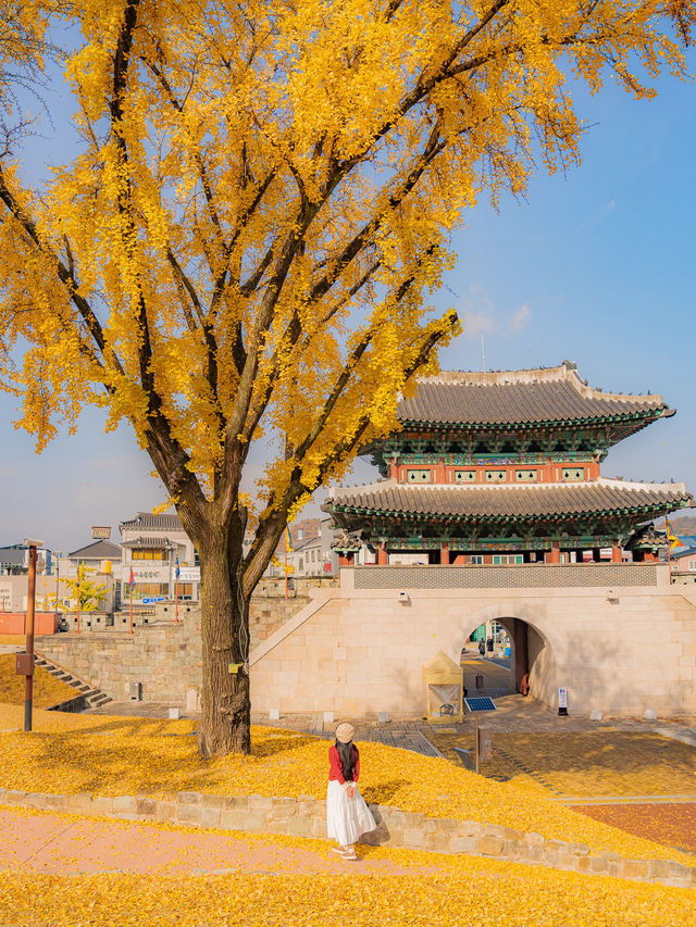 숨은 은행나무 맛집 진주성🤍 숨은 은행나무 맛집 진주성🤍