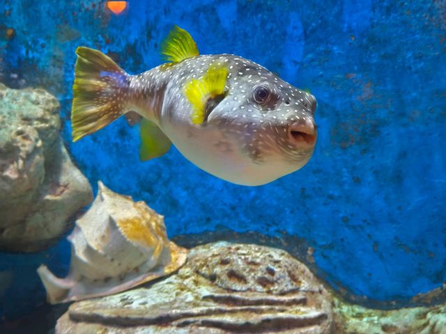 富國島珍珠樂園