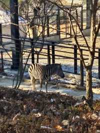 🐯동물들을 사랑하는 동물원 청주랜드동물원 다녀오기🦁