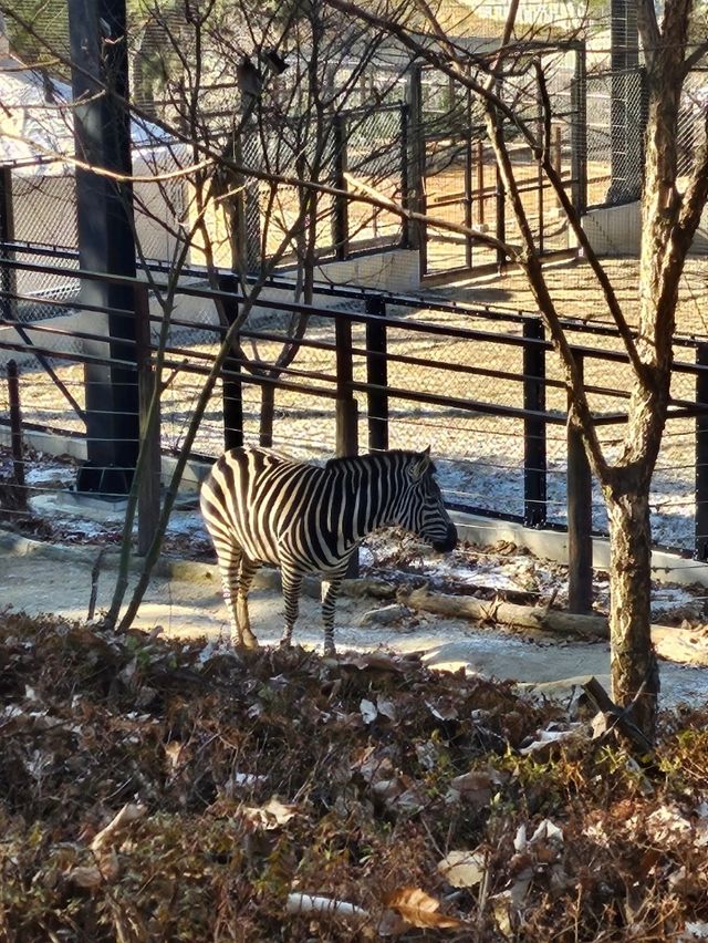 🐯동물들을 사랑하는 동물원 청주랜드동물원 다녀오기🦁 🐯동물들을 사랑하는 동물원 청주랜드동물원 다녀오기🦁