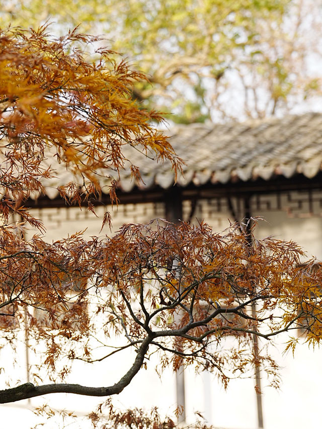 【拙政园】蘇州の秋を象徴するような🍁穏やかで美しい時間でした🍁 【拙政园】蘇州の秋を象徴するような🍁穏やかで美しい時間でした🍁