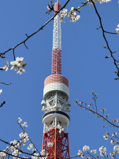 桜＆東京タワー in 芝公園。 | Trip.com