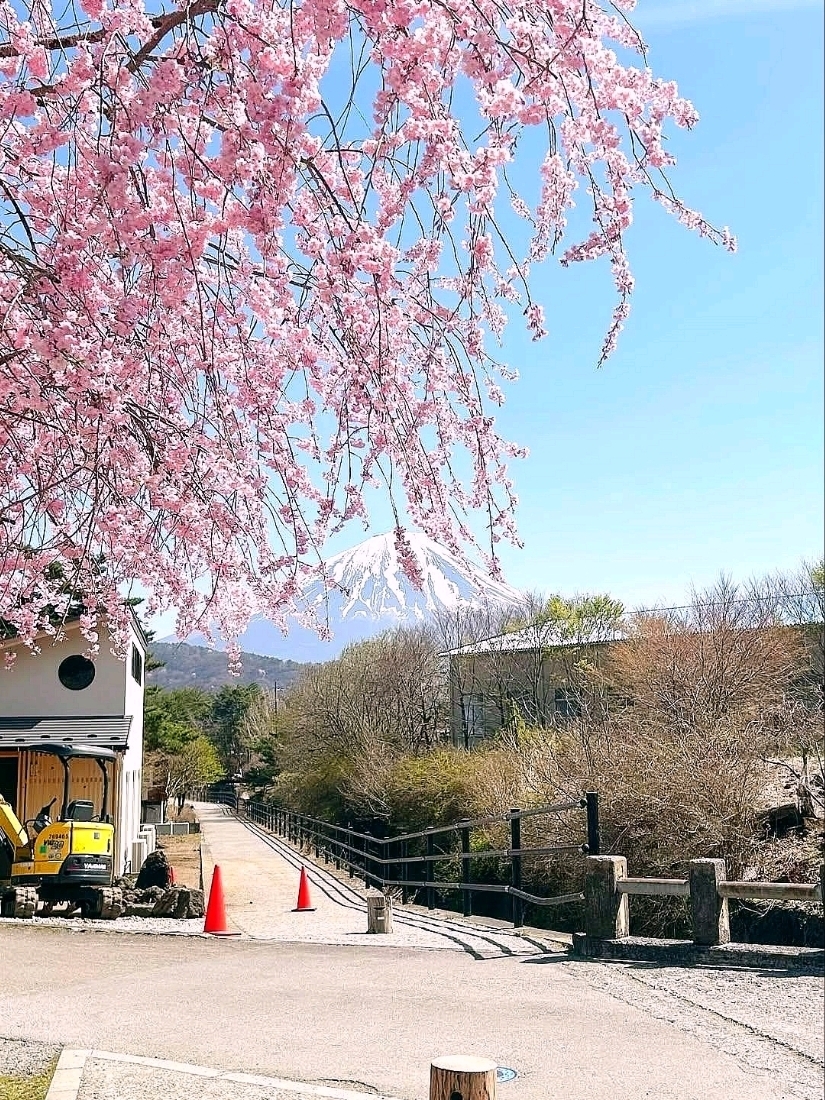 富士山に咲き誇る静寂の桜。 | Trip.com 富士山