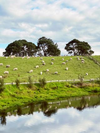 Think Twice Before Visiting Hobbiton Movie Set（POV ONLY）