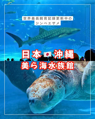 【오키나와】대박력의 고래 상어에 대감동🥺✨오키나와 여행에서 절대 빼놓을 수 없는 「추라우미 수족관」🦈💙