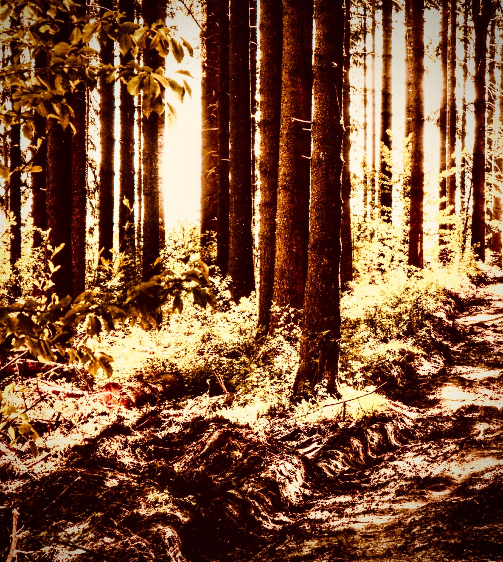  Estonia Käsmu Captain’s Village to Võsu Beach Juniper Forest Coastal Lane