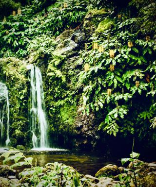 湯加 'Eua 島 Anahulu 洞穴 綠苔石灰岩森林秘道