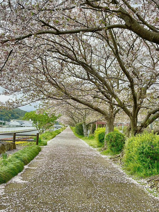 庫爾勒自駕遊攻略:櫻花大道、和歌山、京都奈良、神戶,沿途風景美到讓人窒息!

這次自駕從關西出發,市場指向白浜、和歌山、京都奈良,每一站都藏着不一樣的風景和驚喜!沿途最強亮點,莫過於春日櫻花大道,櫻花盛放,根本不需要濾鏡,行駛其中像穿越粉色的夢境。自駕行程自由度超高,遇到美景隨時停落車拍照或者慢慢欣賞,感覺像一路拾回自己的心情。下面就來為大家盤點庫爾勒周邊適合自駕的必遊景點和實用tips!

必遊景點盤點

櫻花大道  
春天不可錯過櫻花大道,整條路兩旁櫻花樹成片綻放,粉色花海配合藍天,隨手一拍就是大片。早上或傍晚時段最美,人較少,拍照效果更好。  

和歌山  
和歌山有名的海蝕洞、溫泉、海邊小鎮,推薦自駕前往白浜溫泉區,沿著海岸線兜風,景色遠超預期。和歌山城也是值得一遊,歷史感濃厚,登頂還能俯瞰市景。  

京都  
春日的京都櫻花盛放,醍醐寺、清水寺、哲學之道都是賞花聖地。自駕在京都市區建議選擇旅客停車場,步行就能輕鬆遊遍主要景點。寺院周邊有不少和風小餐館,推薦嚐一嚐京都抹茶甜點。  

奈良  
奈良公園的鹿自由漫步,春天櫻花樹下與鹿合影,簡直是旅途最治癒的時刻。自駕到奈良後可以停放在公園附近,步行遊覽東大寺、奈良町。  

實用小貼士  
1. 自駕沿途記得提前規劃停車點,不論高速公路或者景區,建議選擇官方停車場,避免違停。  
2. 櫻花季熱門景點如和歌山及京都,建議早上出發,避開人潮。  
3. 拍櫻花最好選擇日出或黃昏,光影柔和、照片更美。  
4. 賞櫻記得帶備防曬及輕便外套,春季日夜溫差較大。  

美食推薦  
和歌山拉麵(和歌山市內多家分店)  
京都抹茶甜點(宇治地區各甜品店)  
奈良柿葉壽司(奈良町特色小吃店)  
路邊小食推介:櫻花季會有期間限定櫻餅、櫻花茶,不妨一試!

庫爾勒出發自駕線路  
由庫爾勒出發向關西,沿新北線及和歌山高速前行,途中可依地圖設停靠白浜、和歌山、京都奈良,沿途加油站、餐廳都較密集,補給十分方便。若返程可考慮繞經紀州沿海線,風景大不同,行車心情更自在。

自駕小貼士  
全程自駕真的爽!遇到櫻花大道時建議遇到適合拍照的地方就停車,不要錯過。沿途很多小村鎮都有手作櫻餅和地道小食,可以隨時嘗鮮。  

出行實用話題  
#自駕遊好景點  #櫻花季限定  #庫爾勒出發線路  #和歌山美食  #京都奈良打卡 