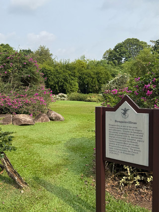 🇸🇬 Singapore — green & cultural walk
