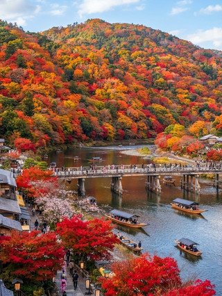 嵐山位於京都市右京區,係京都賞楓勝地之一,每到秋季紅葉盛放,配上千年古寺同優雅日式庭園,令人彷如穿越時空。嵐山不僅景色優美,更充滿古意文化氣息,非常適合想靜靜感受京都秋色嘅朋友。
嵐山遊玩路線推薦:
可以由嵐山渡月橋出發,沿著桂川賞紅葉,影埋經典返照。再行到天龍寺,欣賞古寺庭園同紅葉交織嘅美景。之後可以行「竹林小徑」,體驗另類日式靜謐。最後,唔好錯過附近嘅咖啡店或者日式茶屋,歎返杯抹茶或者和菓子,慢慢感受嵐山秋日氛圍。
必到打卡熱點:
1. 渡月橋——嵐山最著名標誌,影紅葉背景最靚位
2. 天龍寺庭園——世界遺產,紅葉環繞日式庭園,非常震撼
3. 竹林小徑——清幽靜謐,秋天楓葉照落竹林,非常有詩意
實用遊玩貼士:
1. 紅葉季(11月中旬至下旬)是嵐山最旺,建議盡早朝早到達,避開大批人潮。
2. 建議穿著舒適步鞋,因為行路多,上落較多樓梯。
3. 天氣較涼,記得帶外套,清晨及傍晚溫差大。
4. 如時間充裕,可安排搭嵐山浪漫列車,沿途欣賞桂川沿岸紅葉美景,感覺一流。
5. 附近有不少特色咖啡店、手信精品店,可以行下感受在地風情。
注意事項:
嵐山全日開放(全年無休),但部分寺廟或庭園有獨立開放時間或者收費,建議提早查詢。秋季特別多人,餐廳及交通高峰時段可能需排隊,記得預留多啲時間。
嵐山紅葉真係好震撼,加上千年古寺同寧靜竹林,非常值得一訪,尤其鍾意日式文化或者想親身體驗「紅葉剋」氛圍嘅你。
#京都 #嵐山 #紅葉 #京都 旅行 #日本旅遊