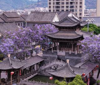 欣賞富民上河園內盛開的紫薇花，這座迷人的古老建築籠罩在浪漫的紫色薄紗之中。 💜🌸