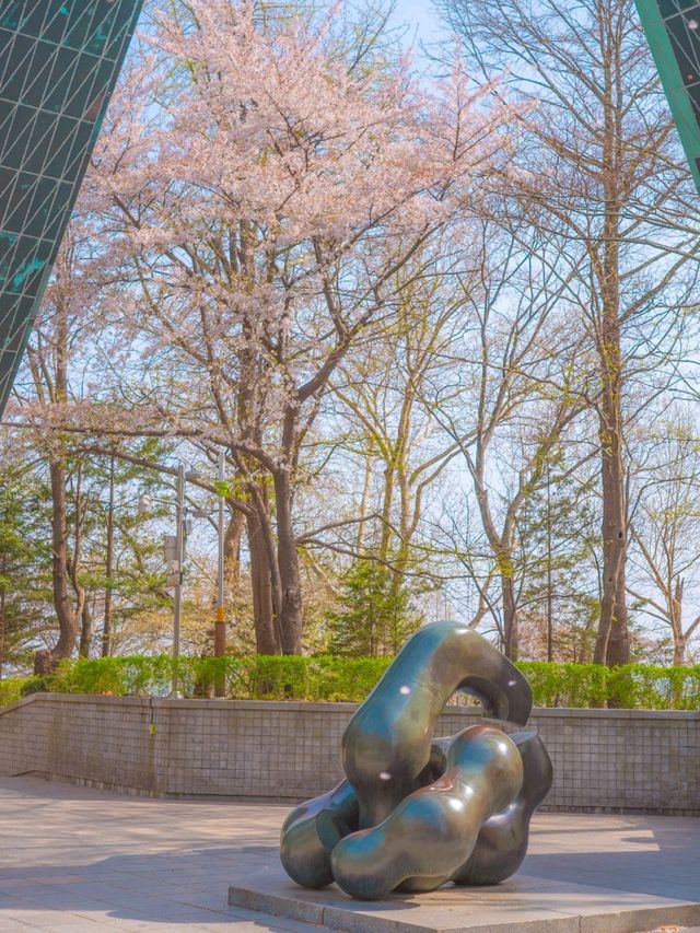 봄이오면 벚꽃나무로 아름다운 이곳"자유공원"