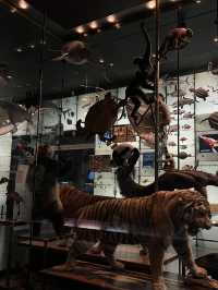 人気映画night museum のロケ地？！アメリカ自然史博物館