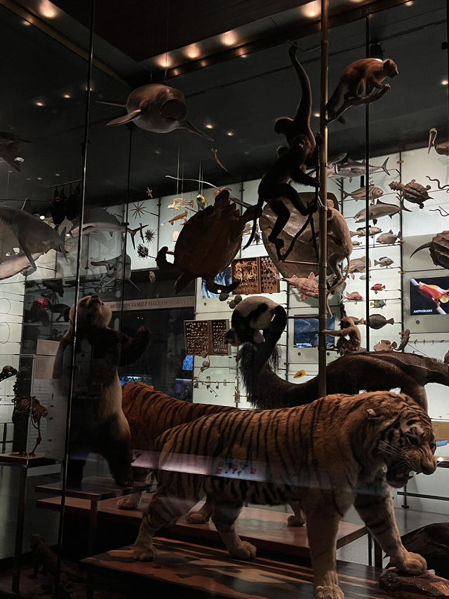人気映画night museum のロケ地？！アメリカ自然史博物館
