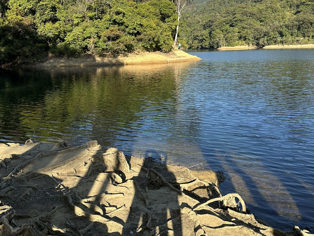 🌳【荃灣城門水塘白千層大道】香港森林系打卡熱點！影相超出片 ✨
