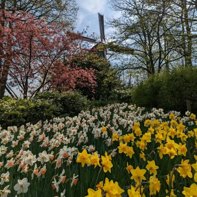 Keukenhof flower garden in Amsterdam 