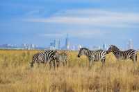 Destination Kenya